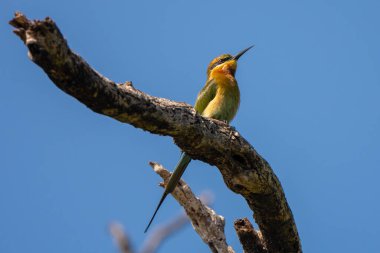 Chestnut Headed Bee Eater  stand in the rain forest, Thailand