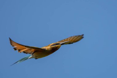 Chestnut Headed Bee Eater  stand in the rain forest, Thailand