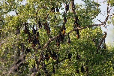 The large group of lyle's flying fox on tree at mangrove forest in Thailand clipart