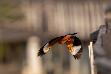 Tayland 'daki Mangrove ormanında siyah başlıklı balıkçı.