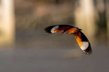 Tayland 'daki Mangrove ormanında siyah başlıklı balıkçı.