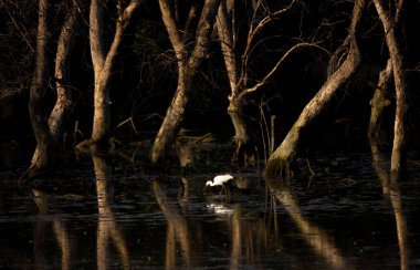 Great Egret stand in the rain forest, Thailand