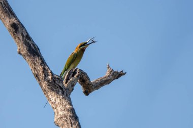 Chestnut Headed Bee Eater  stand in the rain forest, Thailand