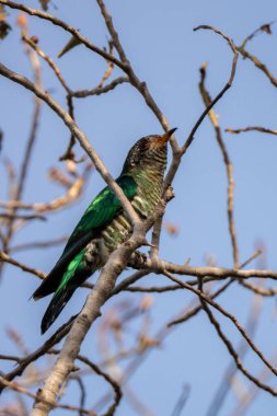 Asian Emerald Cuckoo  stand in the rain forest, Thailand clipart