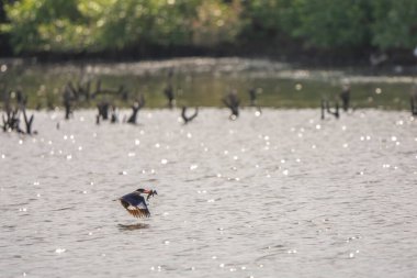 Siyah başlıklı balıkçı Tayland 'da suya uçar.