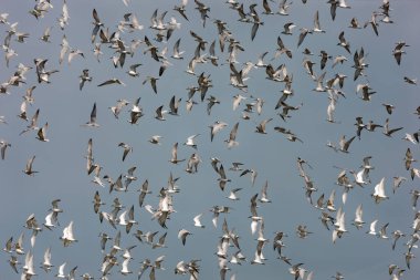 Geniş bir grup deniz feneri kuşu gökyüzünde uçuyor.