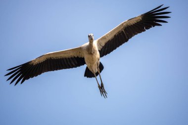 Asian openbill fly above the rain forest, Thailand clipart