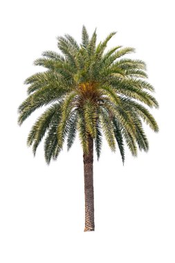 Hurma ağacı beyaz arkaplanda izole edilir, yüksek çözünürlüklü resim 45MP