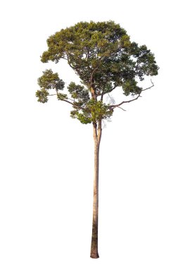 Dipterocarpus alatus Roxb ağacı beyaz arkaplan üzerinde izole, yüksek çözünürlüklü resim 45MP