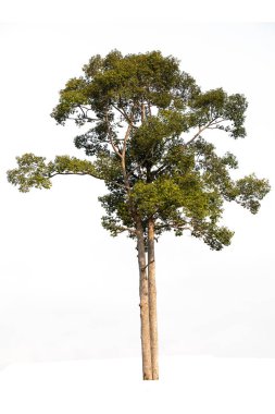 The Dipterocarpus alatus Roxb tree isolate on white background, high resolution image 45MP clipart