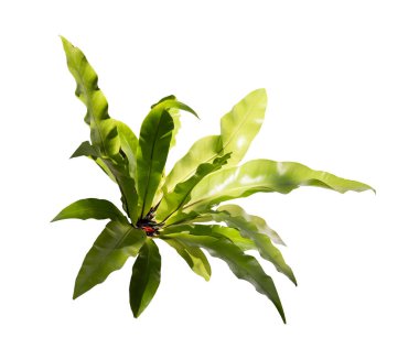 Asplenium antika ağacı beyaz zemin üzerinde izole, yüksek çözünürlüklü resim 45MP