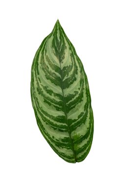 Aglaonema yaprağı beyaz arkaplanda izole, yüksek çözünürlüklü resim 45MP