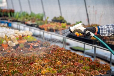 Bir kız kaktüs bahçesinde kaktüs suluyor.