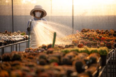 Kız kaktüs bahçesinde kaktüs suluyor.