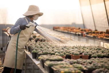 Kız kaktüs bahçesinde kaktüs suluyor.