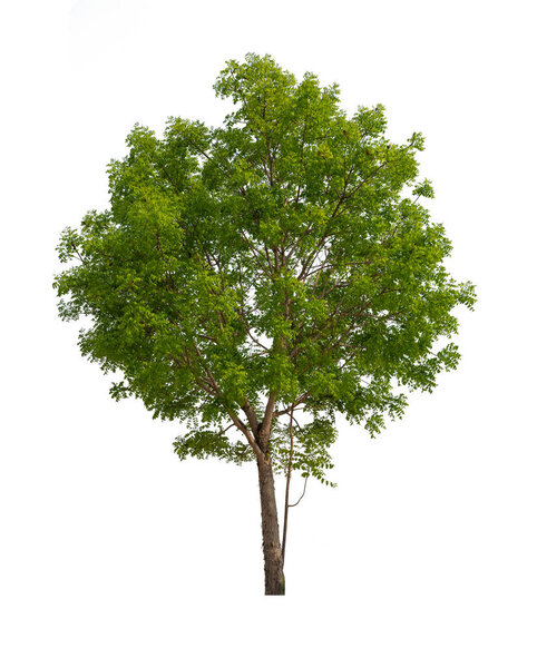plant tree isolate on white background, high resolution image 45MP