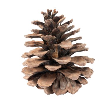 Arka planda pinus konisi