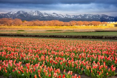 Kiraz çiçeği ve alp dağının önündeki lale çiftliği, Toyama, Japonya