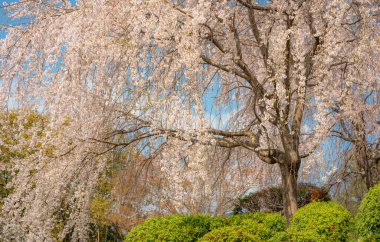 Japonya 'da kiraz çiçeği mevsimi, Maruyama-Park