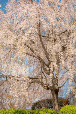 Japonya 'da kiraz çiçeği mevsimi, Maruyama-Park