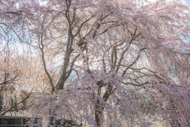 Japonya 'da kiraz çiçeği mevsimi, Maruyama-Park