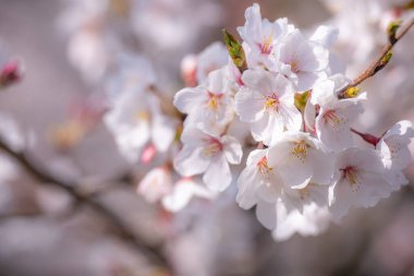 Japonya 'da kiraz çiçeği mevsimi