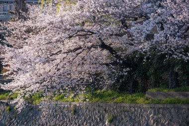 Japonya 'da kiraz çiçeği mevsimi