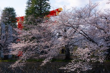Japonya 'da kiraz çiçeği mevsimi