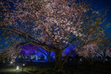 Sakura kiraz ağacı Japonya 'da parlıyor.