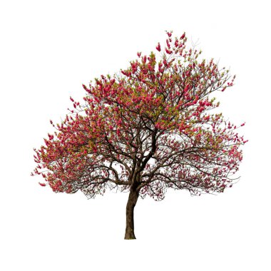 Sakura ağacı kiraz çiçeği beyaz arka planda izole edilir