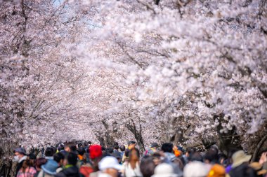 İnsanlar parkta yürüyor Sakura kiraz çiçekleri mevsimi J 'de