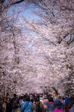 İnsanlar parkta yürüyor Sakura kiraz çiçekleri mevsimi J 'de
