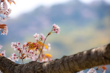 Japonya 'da kiraz çiçeği mevsimi