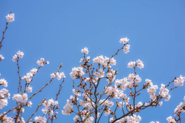Japonya 'da kiraz çiçeği mevsimi