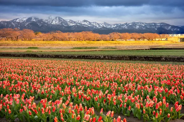 Kiraz çiçeği ve alp dağının önündeki lale çiftliği, Toyama, Japonya