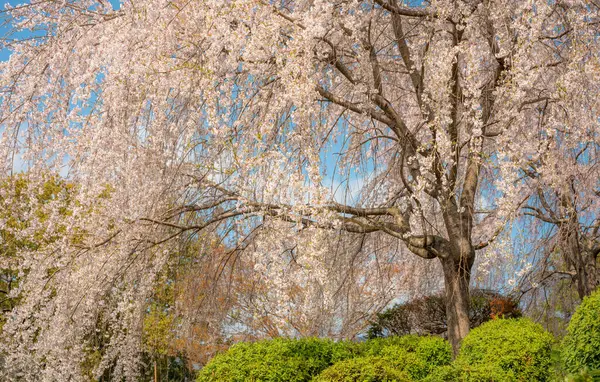 Japonya 'da kiraz çiçeği mevsimi, Maruyama-Park