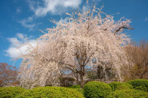 Japonya 'da kiraz çiçeği mevsimi, Maruyama-Park