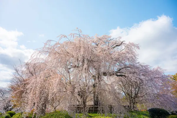 Japonya 'da kiraz çiçeği mevsimi, Maruyama-Park