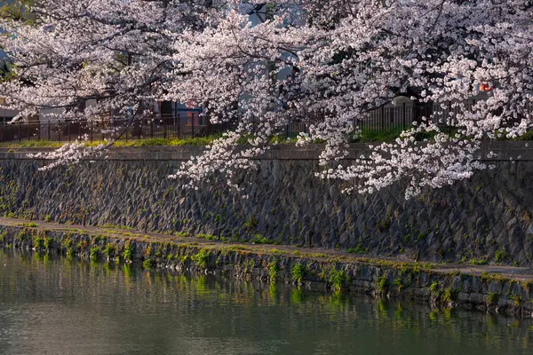 Japonya 'da kiraz çiçeği mevsimi