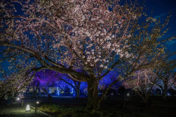 Sakura kiraz ağacı Japonya 'da parlıyor.