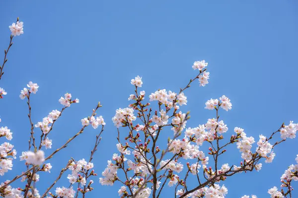 Japonya 'da kiraz çiçeği mevsimi