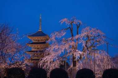 Japonya 'daki Tijo Tapınağı' nda Kiraz Çiçeği mevsimi