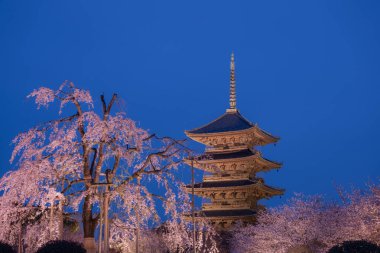 Japonya 'daki Tijo Tapınağı' nda Kiraz Çiçeği mevsimi