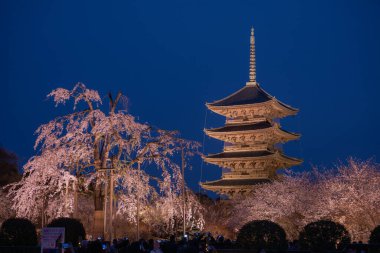 Japonya 'daki Tijo Tapınağı' nda Kiraz Çiçeği mevsimi