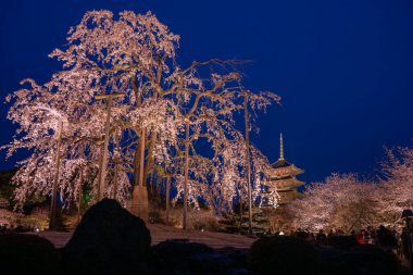 Japonya 'daki Tijo Tapınağı' nda Kiraz Çiçeği mevsimi