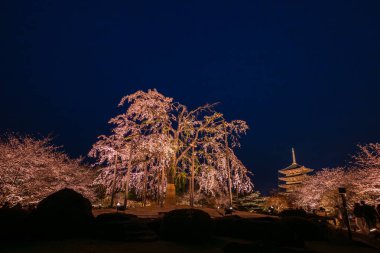 Japonya 'daki Tijo Tapınağı' nda Kiraz Çiçeği mevsimi