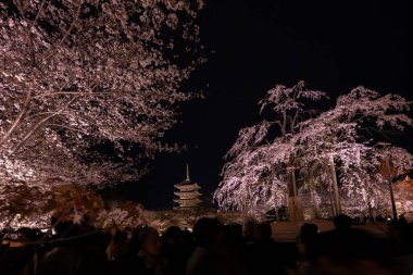 Japonya 'daki Tijo Tapınağı' nda Kiraz Çiçeği mevsimi