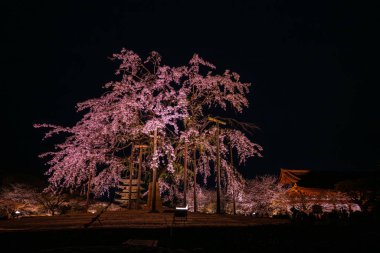 Japonya 'daki Tijo Tapınağı' nda Kiraz Çiçeği mevsimi