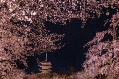 Japonya 'daki Tijo Tapınağı' nda Kiraz Çiçeği mevsimi