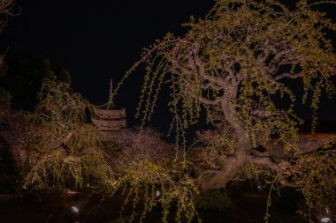 Japonya 'daki Tijo Tapınağı' nda Kiraz Çiçeği mevsimi